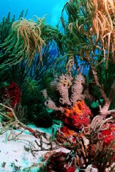 Hard and soft Corals, Aruba. Nikonos V, 20mm lens, Ikelit... by Matthew Shanley 